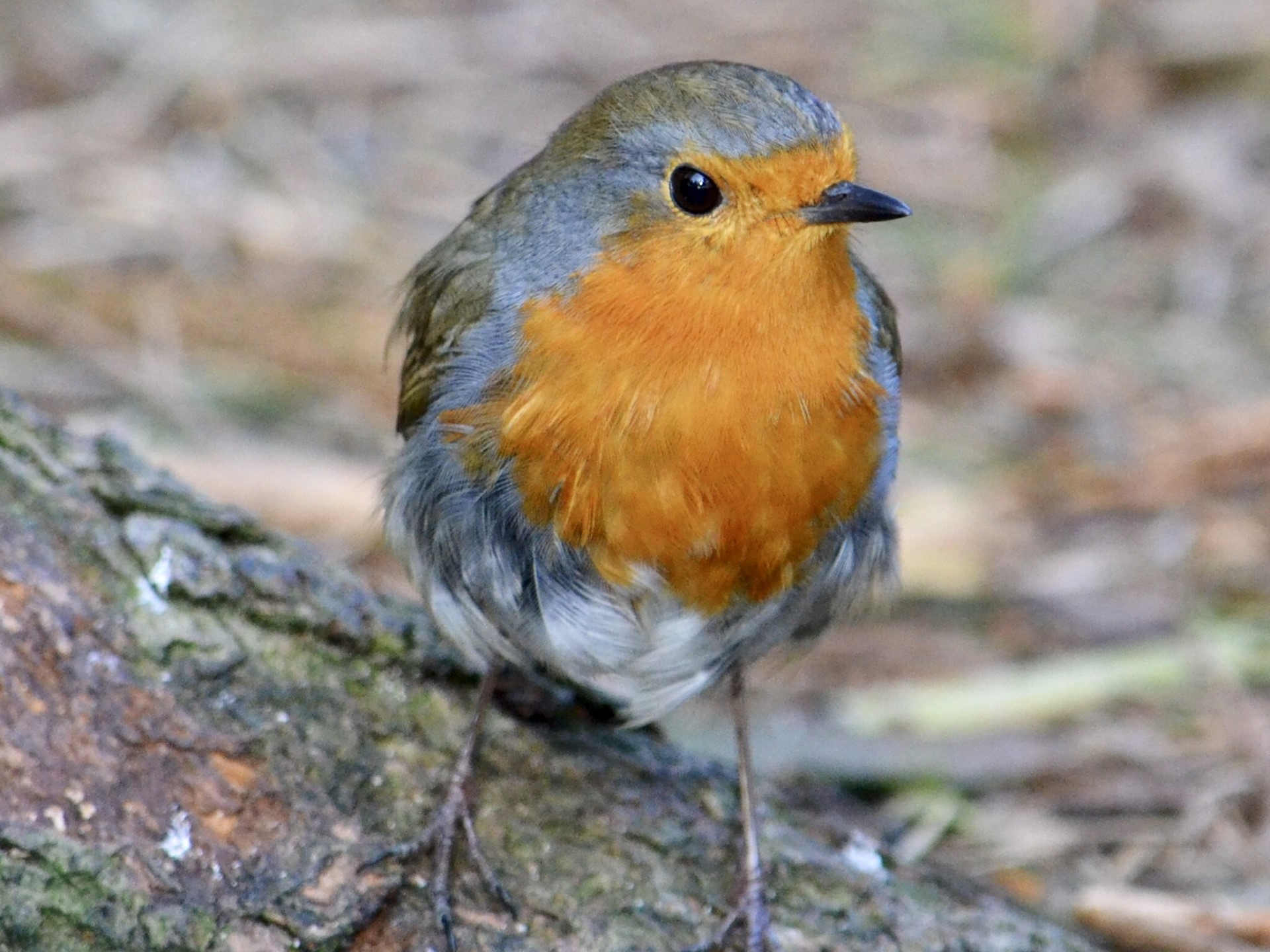 July 2024 calendar photo of a Robin on the branch of a tree taken by Caroline Rutherford at NESS.