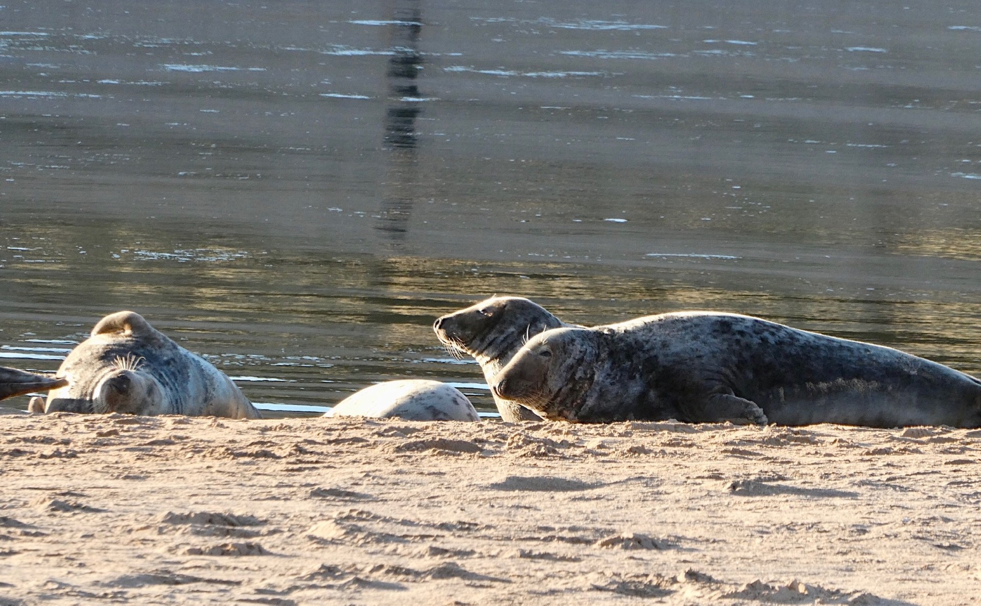 July 2024 calendar photo of grey seals basking in the autumn sunshine taken by Caroline Rutherford at NESS.